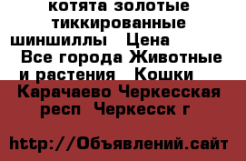 котята золотые тиккированные шиншиллы › Цена ­ 8 000 - Все города Животные и растения » Кошки   . Карачаево-Черкесская респ.,Черкесск г.